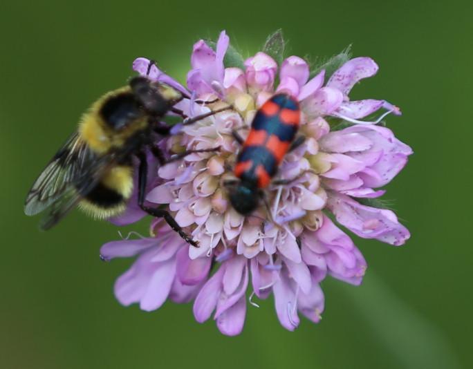 n_180603-hummelwaldschwebfliege (volucella bombylans)+bienenkaefer (trichodes spec.)30-.jpg